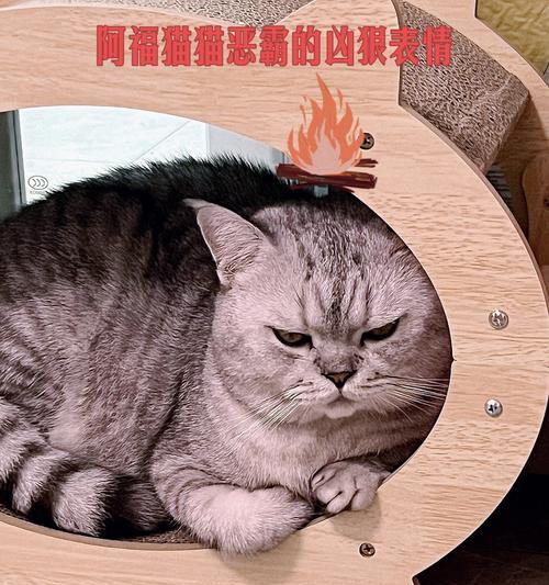 风暴对决猫阿福技能属性怎么样？猫阿福对决表现如何？  第1张